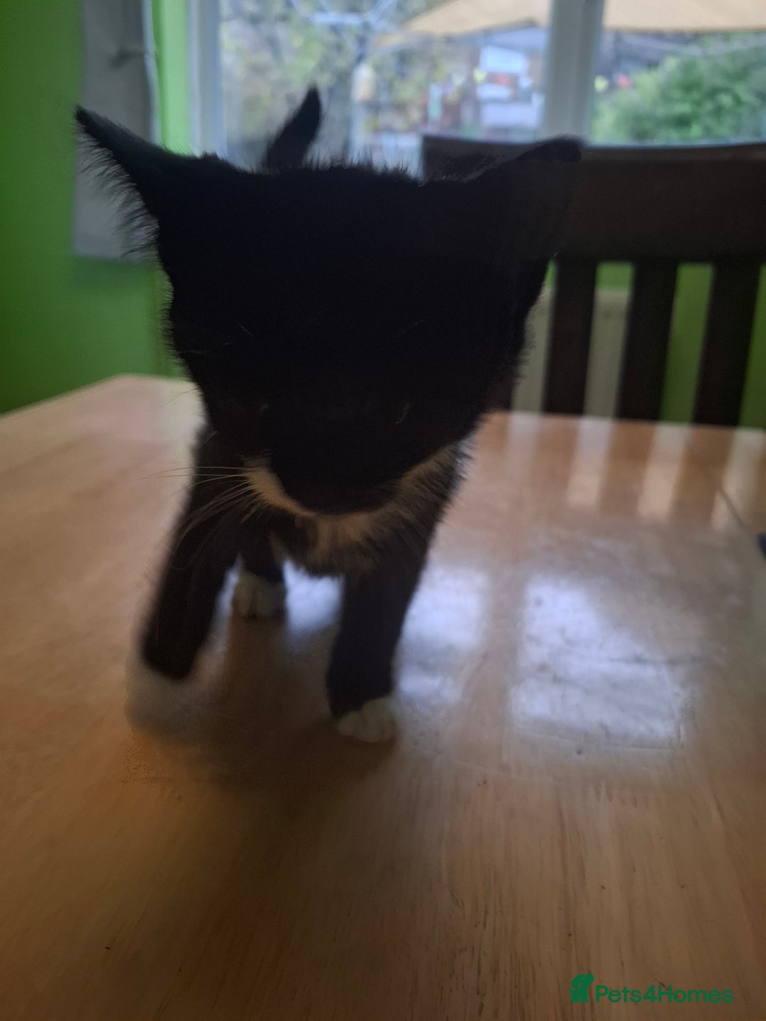 Mixed Breed cats for sale: 9 week old kittens available  - Image 7