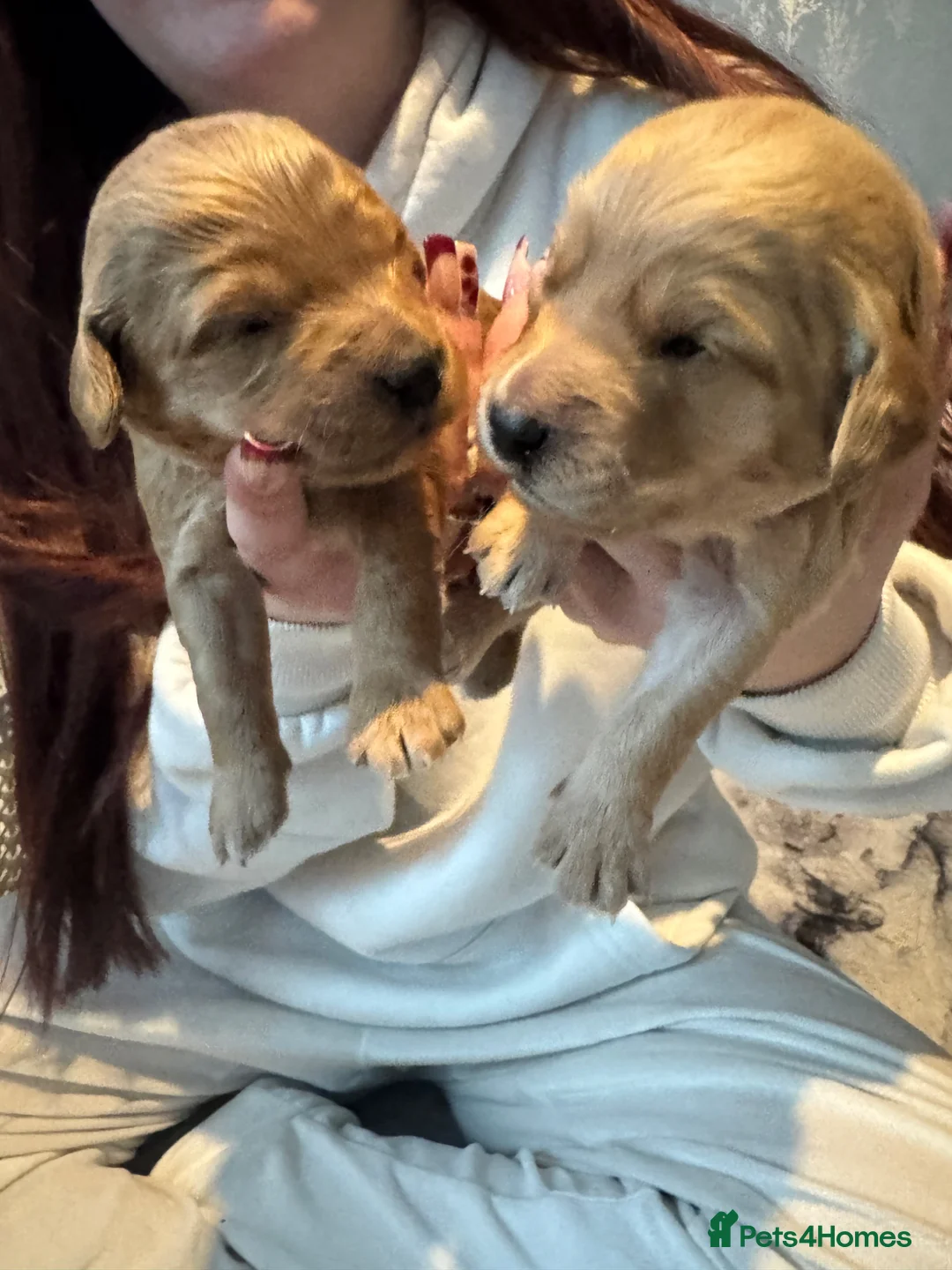 Mini Goldendoodle dogs for sale: Fantastic Miniature Goldendoodles  - Advert 31