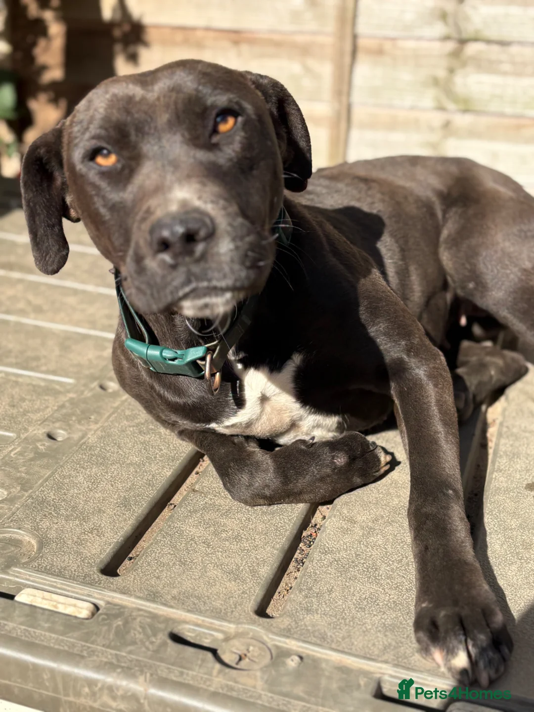 Mixed Breed dogs for sale: Trainer Rehome - Lily is ready for her family 💜 - Advert 2