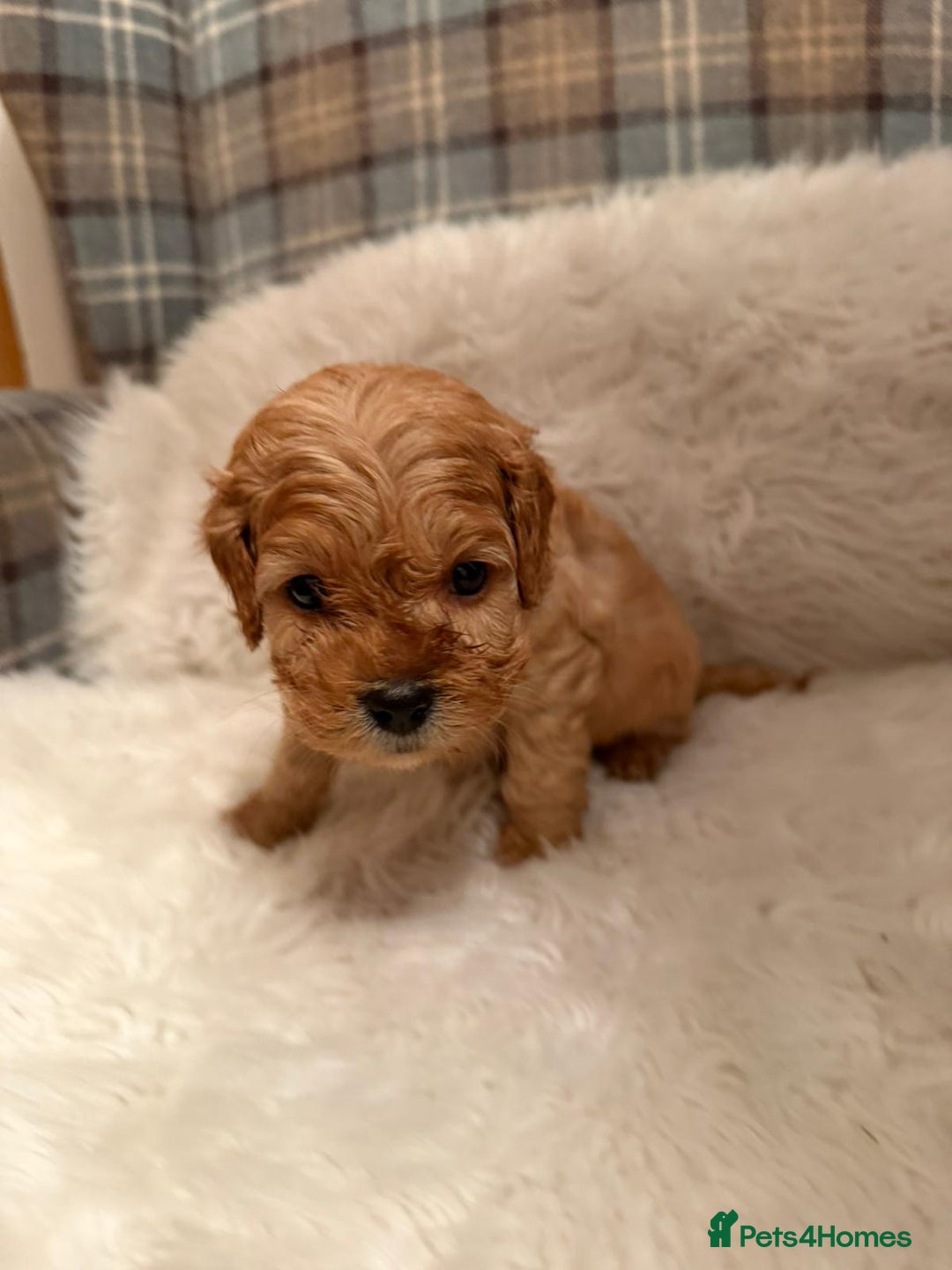 Cavapoo dogs for sale:  Cavapoo F1 Red Boys , Visits start this weekend  - Image 15