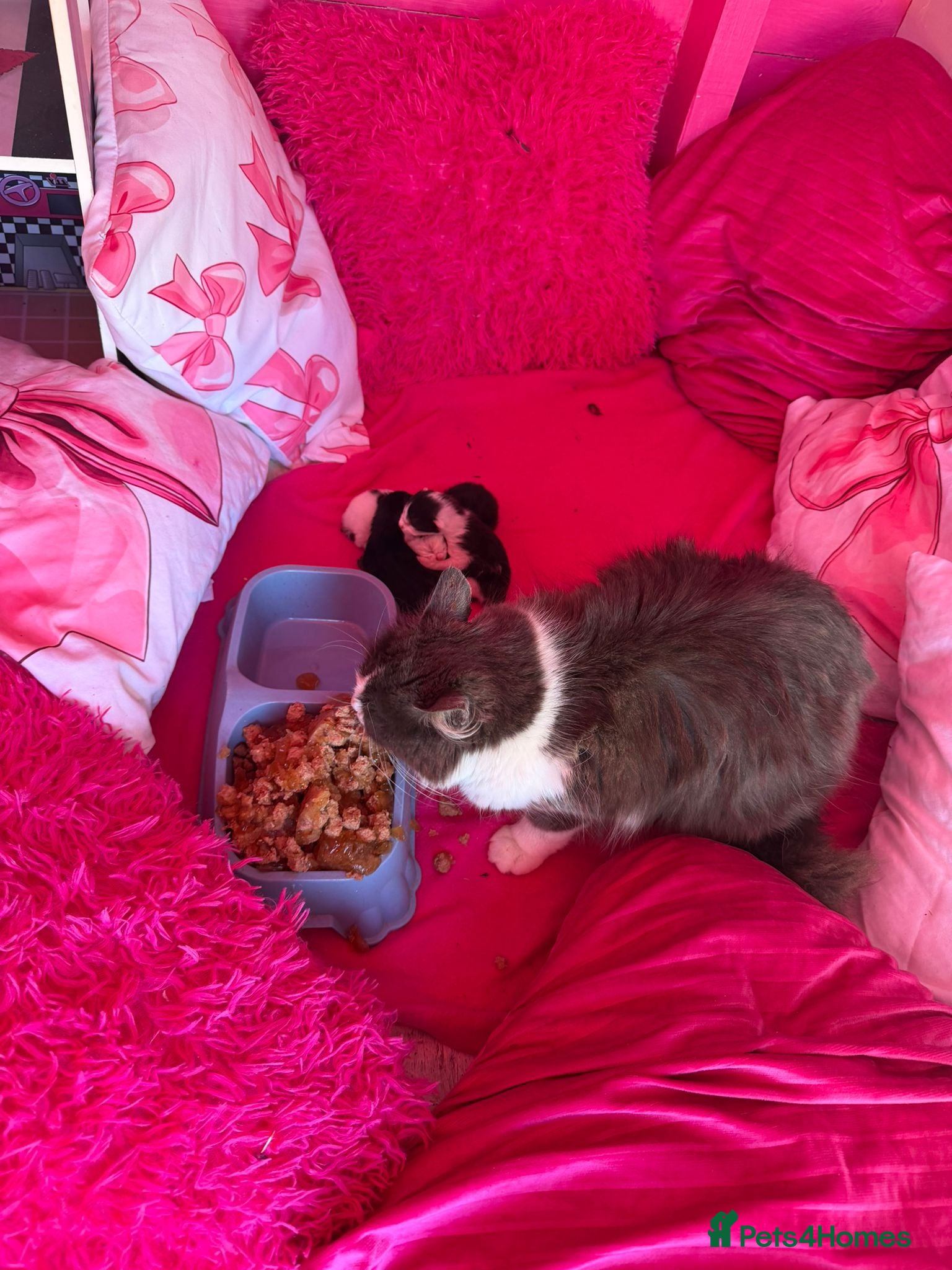 Mixed Breed cats Beautiful kittens for sale  - Advert 1