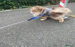 Pomeranian dogs for sale: Pommerian looking to be the only boss - Image 2
