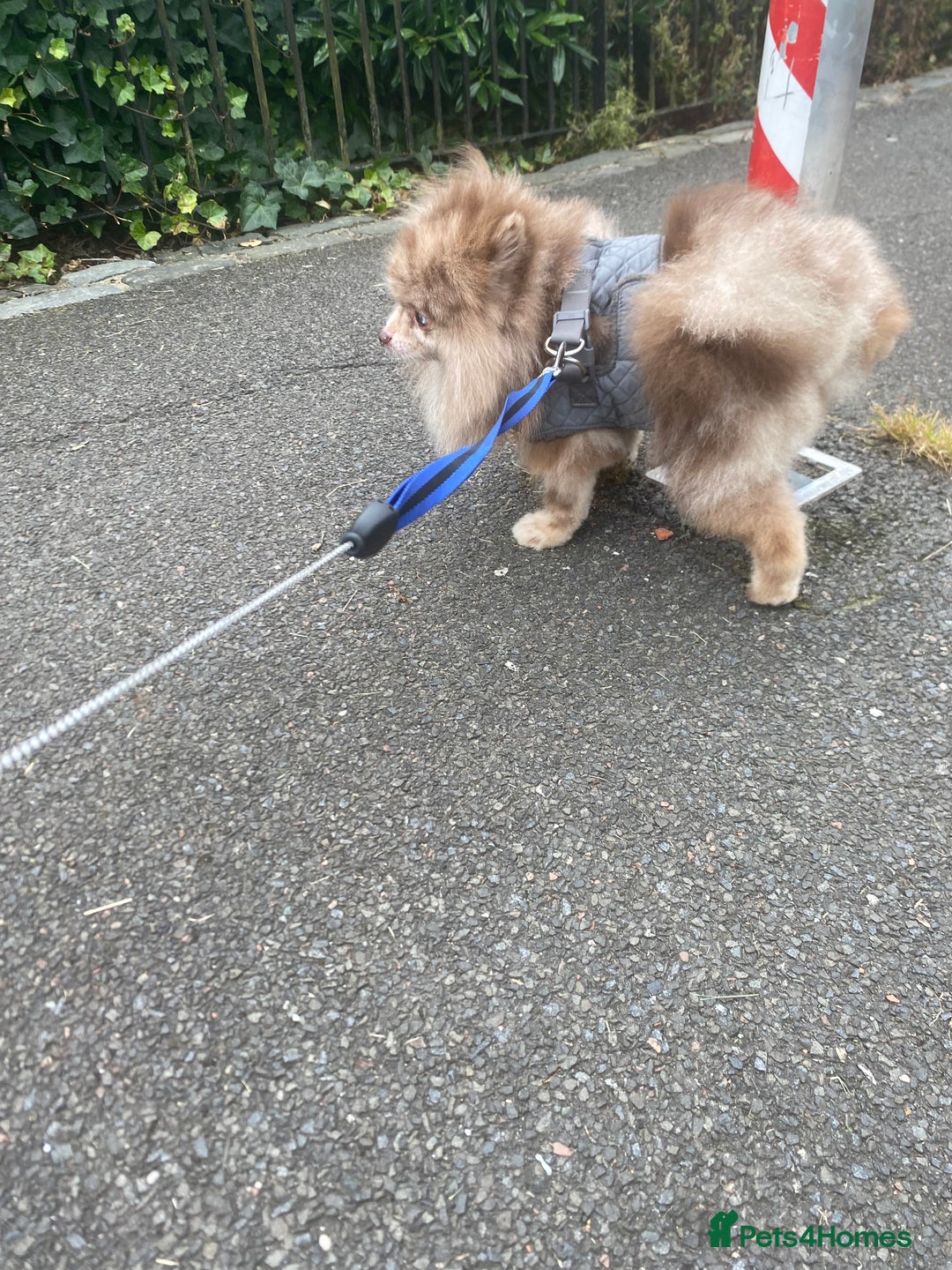 Pomeranian dogs for sale: Pommerian looking to be the only boss - Image 2