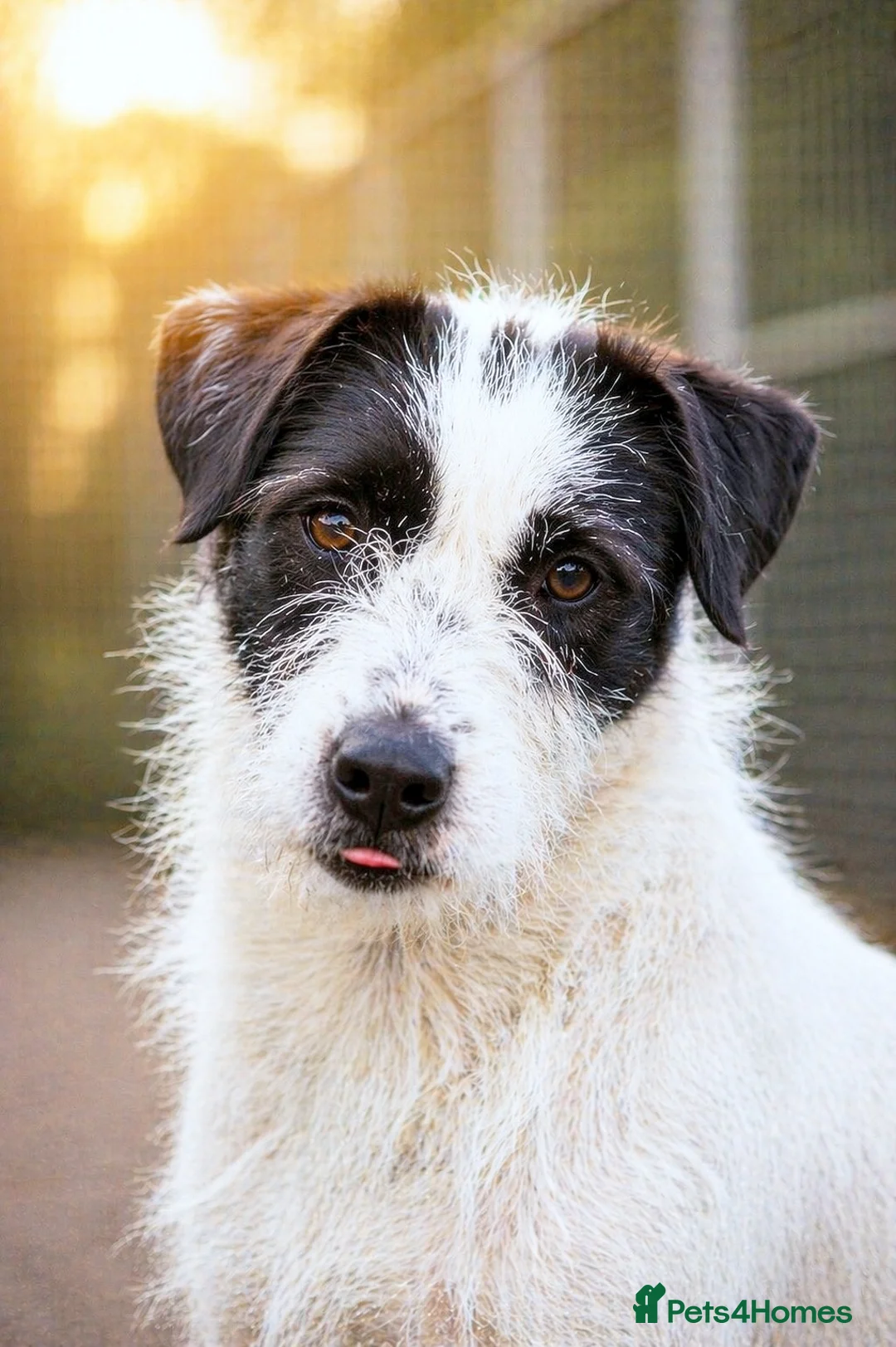 Mixed Breed dogs for adoption: 🐾 STELLA,URGENT Lovely Girl for a Loving Home 🐾 - Advert 2