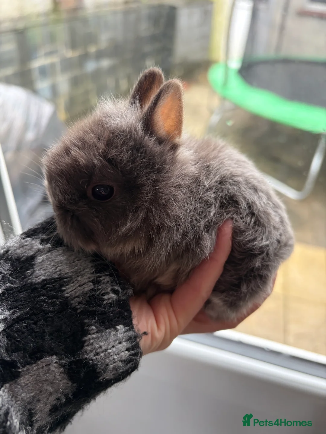 Mixed Breed rabbits for sale: Lionhead X Netherland Dwarf Bucks - Advert 3