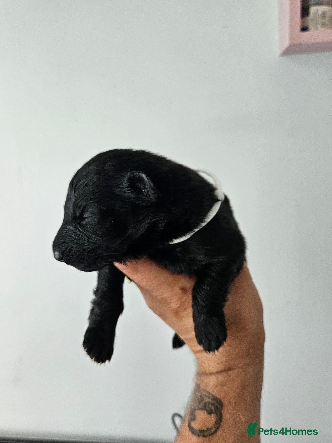 German Shepherd dogs for sale: German shepherd  - Image 13
