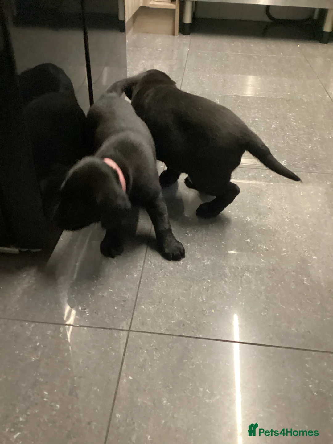 Labrador Retriever dogs for sale: Beautiful Labrador puppy’s  - Advert 3