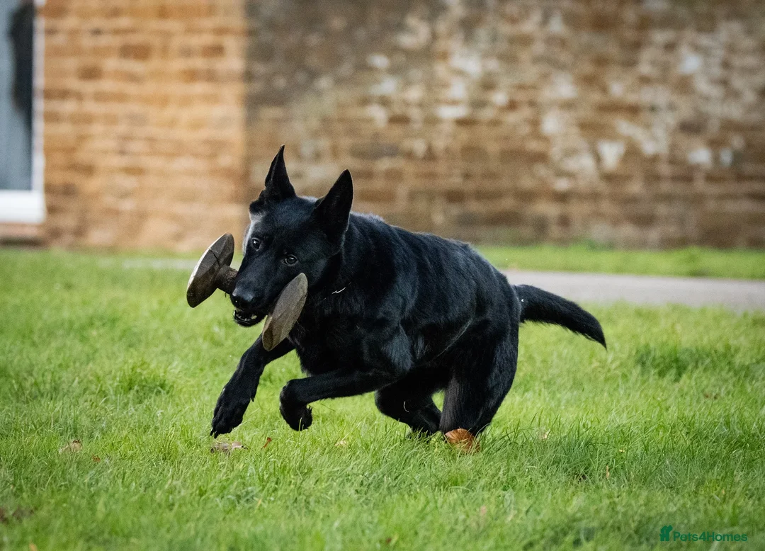 German Shepherd dogs for sale: 6 year old female haper - Advert 3