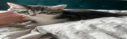 Mixed Breed cats for sale: 3 lovely kittens looking for new homes - Advert 8