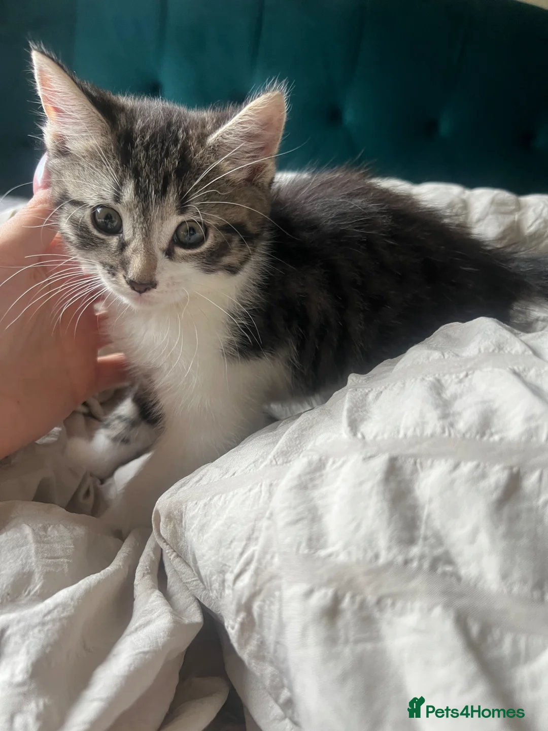Mixed Breed cats for sale: 3 lovely kittens looking for new homes - Advert 8