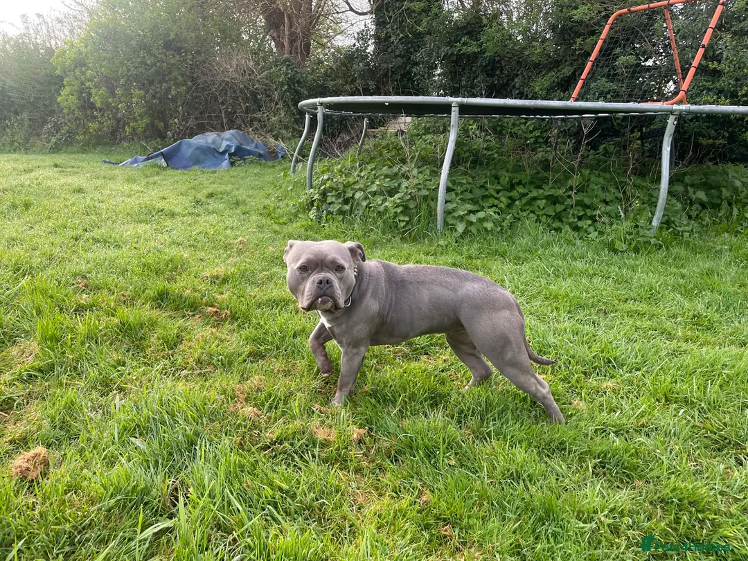 American Bully dogs for sale: Stunning Blue Bully UKBKC  in Immingham - Advert 2