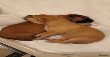 Mixed Breed dogs - Advert 3