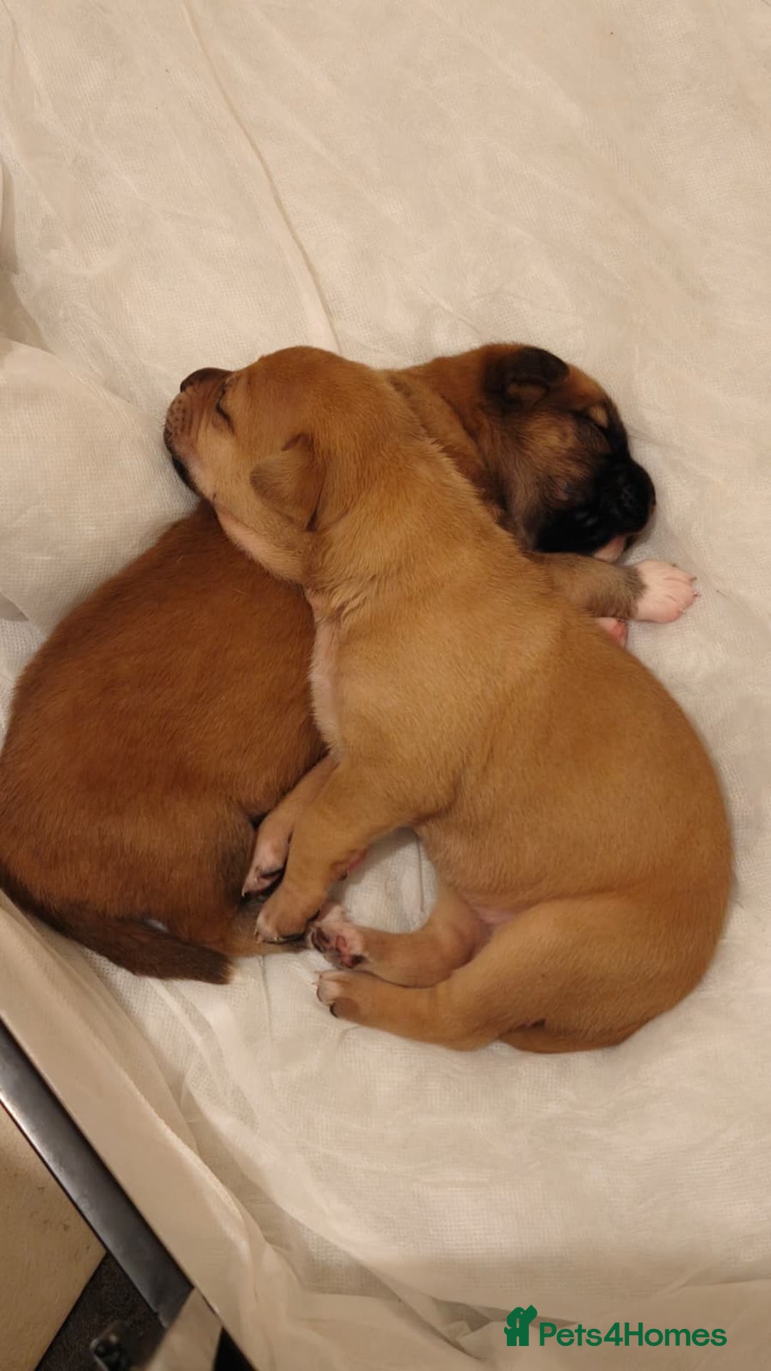 Mixed Breed dogs for sale: German Staffy Litter Available 12/10/25 - Image 2