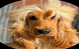 Cocker Spaniel dogs for sale: GOLDEN health tested show cocker spaniel pups - Image 14