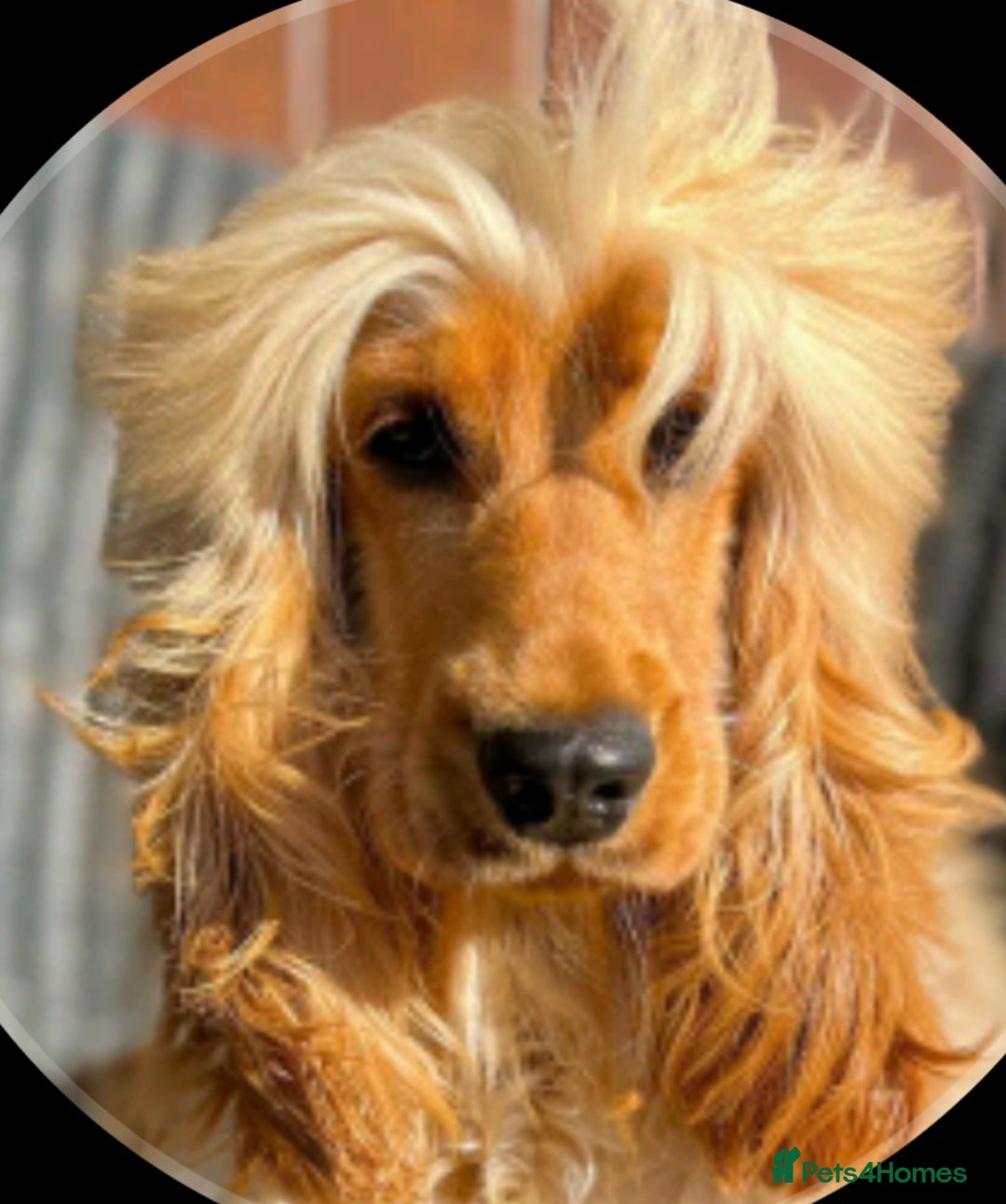 Cocker Spaniel dogs for sale: GOLDEN health tested show cocker spaniel pups - Image 14