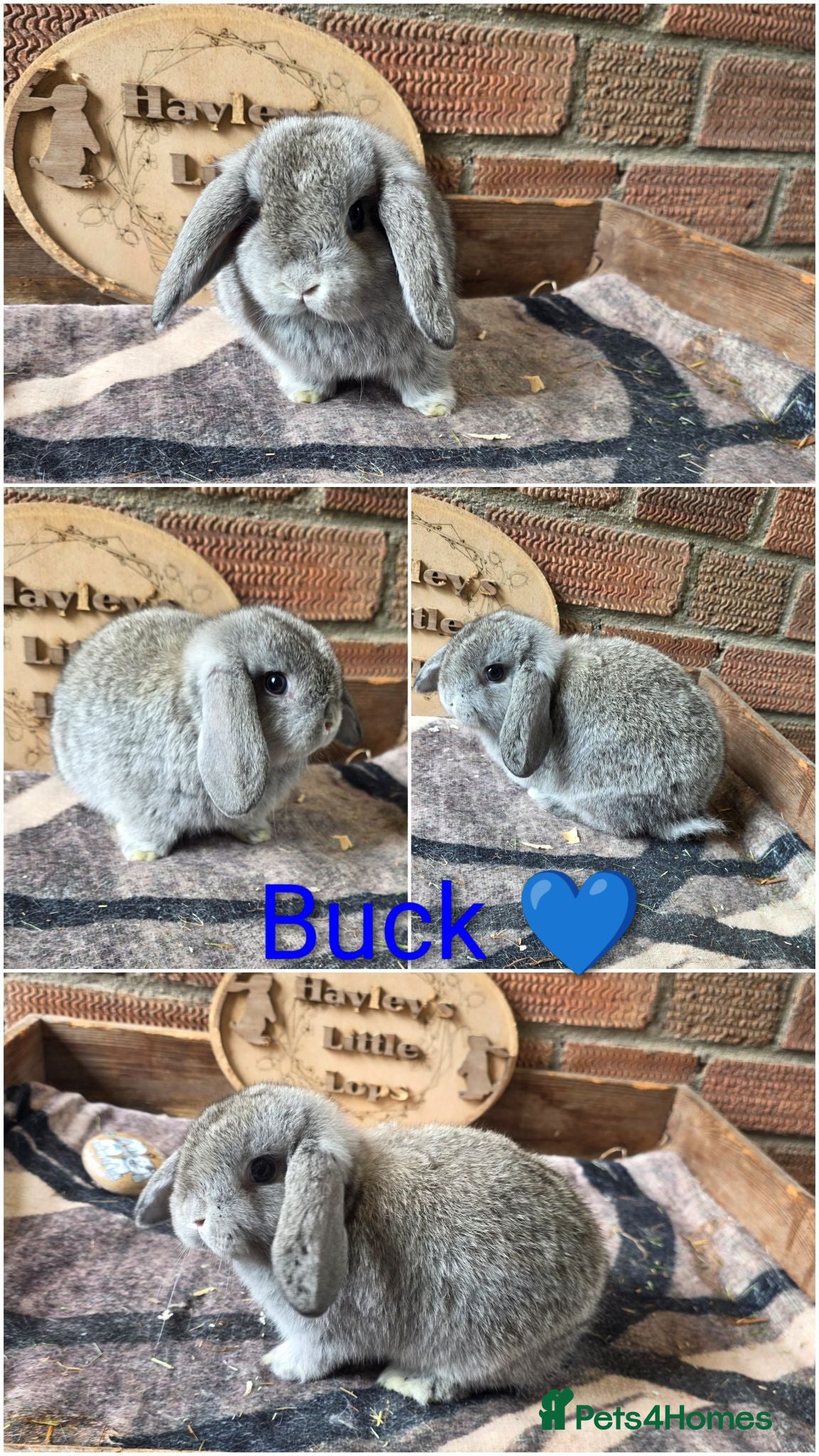 Mini Lop rabbits READY NOW Gorgeous pure breed mini lops  - Advert 2