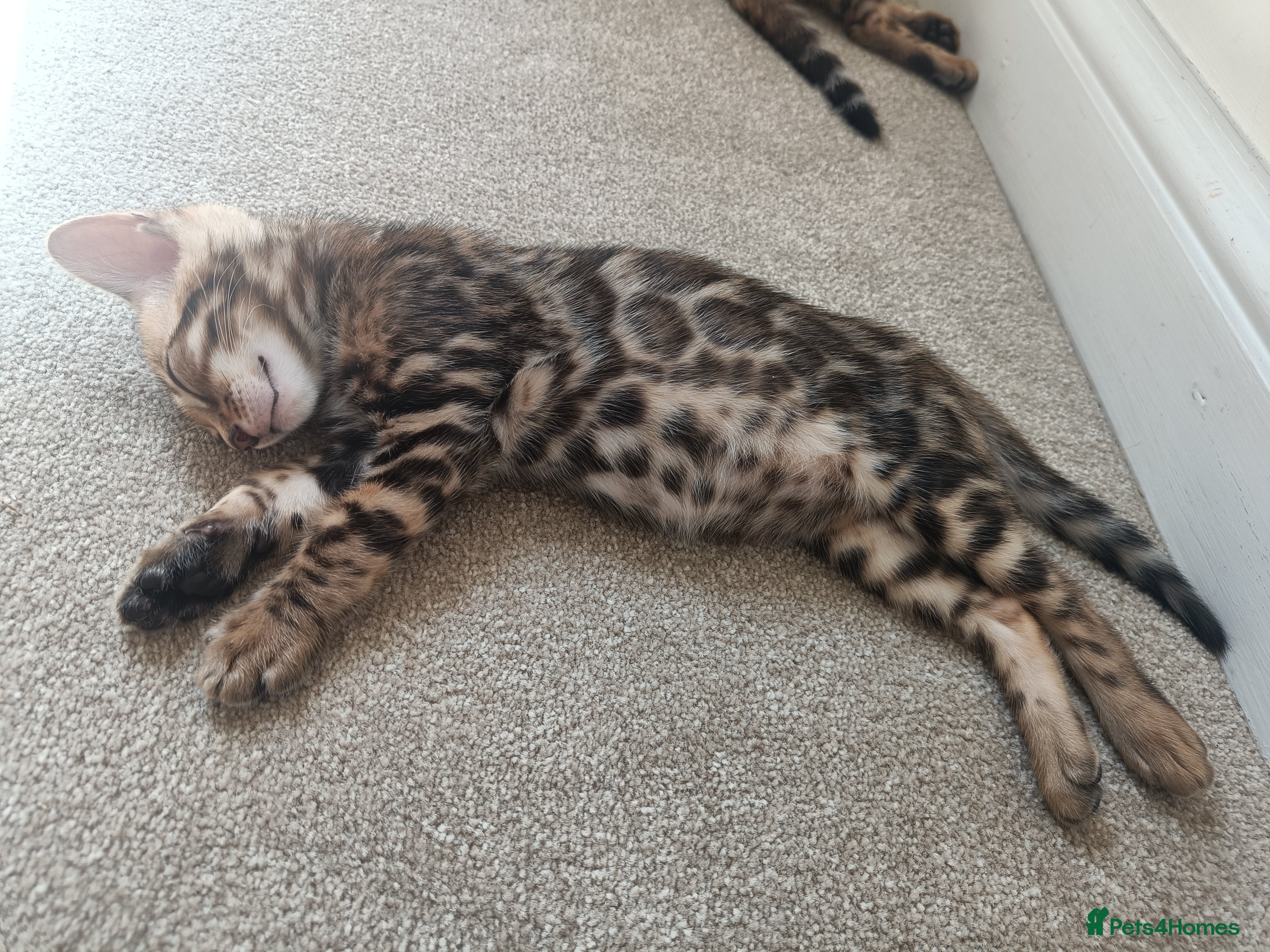 Bengal cats Absolutely beautiful pedigree bengal kittens - Advert 2