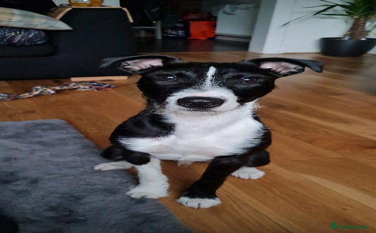 Mixed Breed dogs - Advert 5