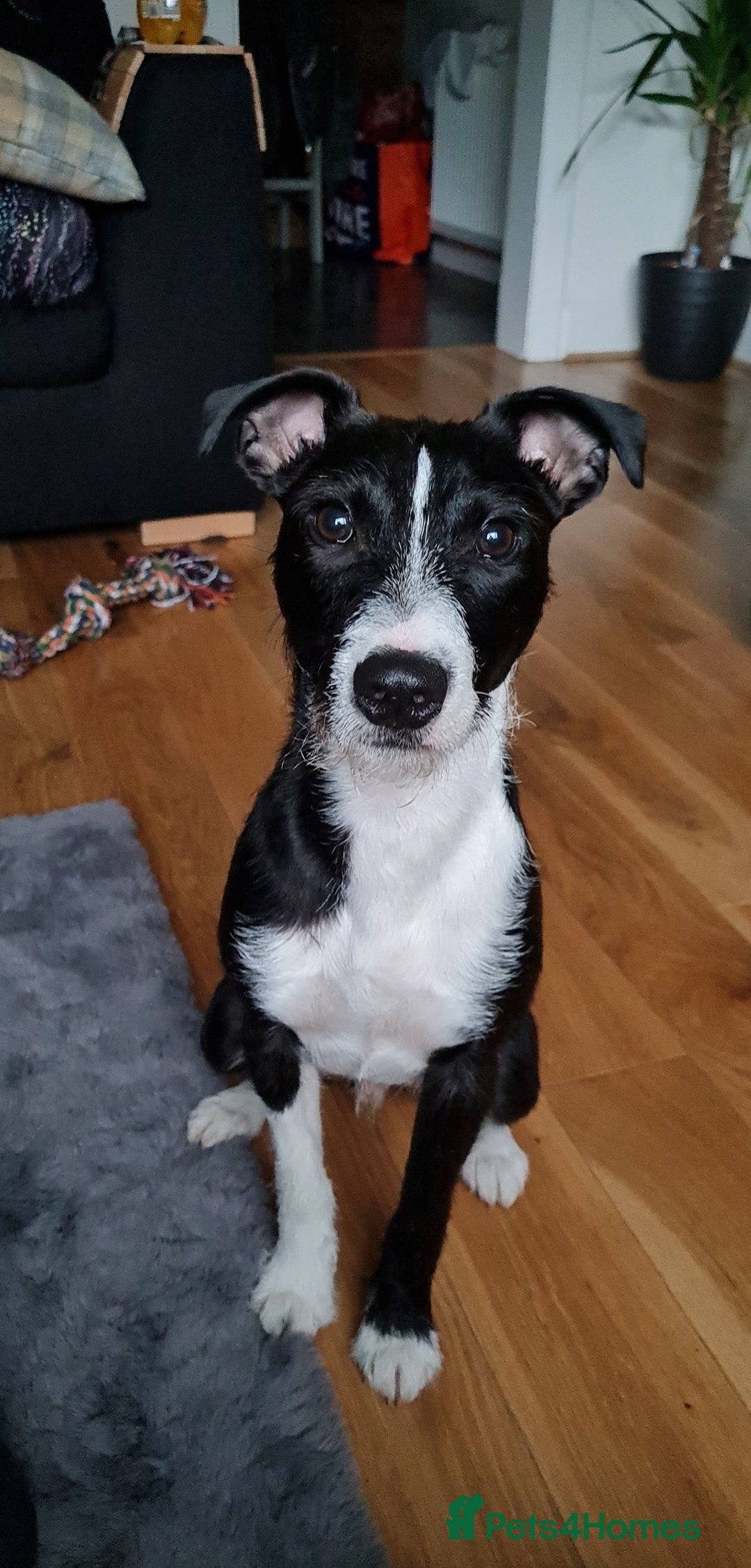 Mixed Breed dogs for sale: Rehoming Buddy - Image 1