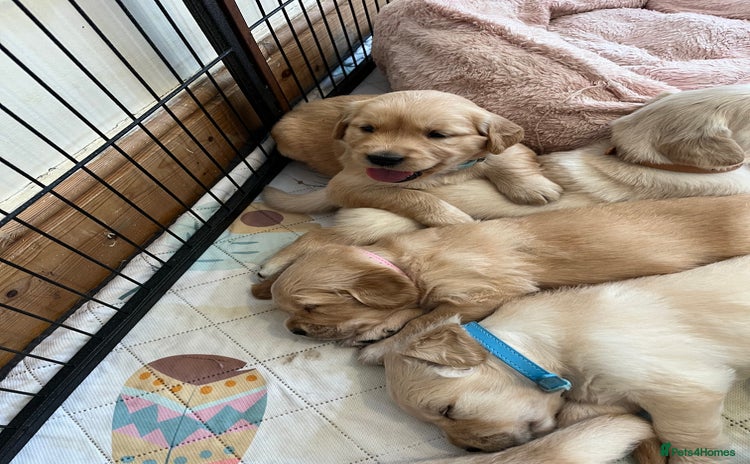 Golden Retriever dogs - Advert 4