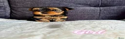 Yorkshire Terrier dogs for sale: Outstanding Pedigree Yorkshire Terrier Puppies ❤️ - Advert 24