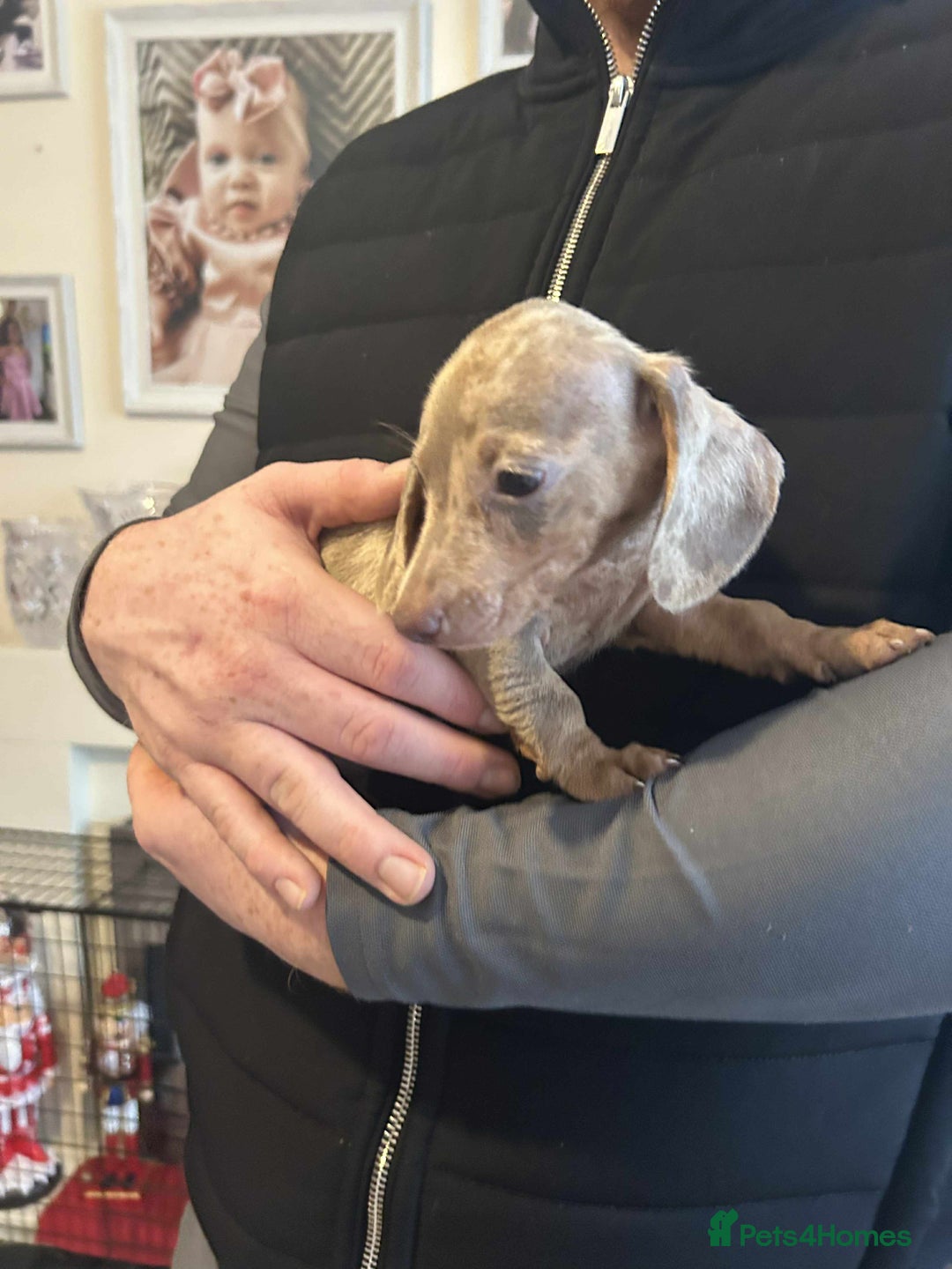 Miniature Dachshund dogs for sale: Miniature dachshund  - Advert 2