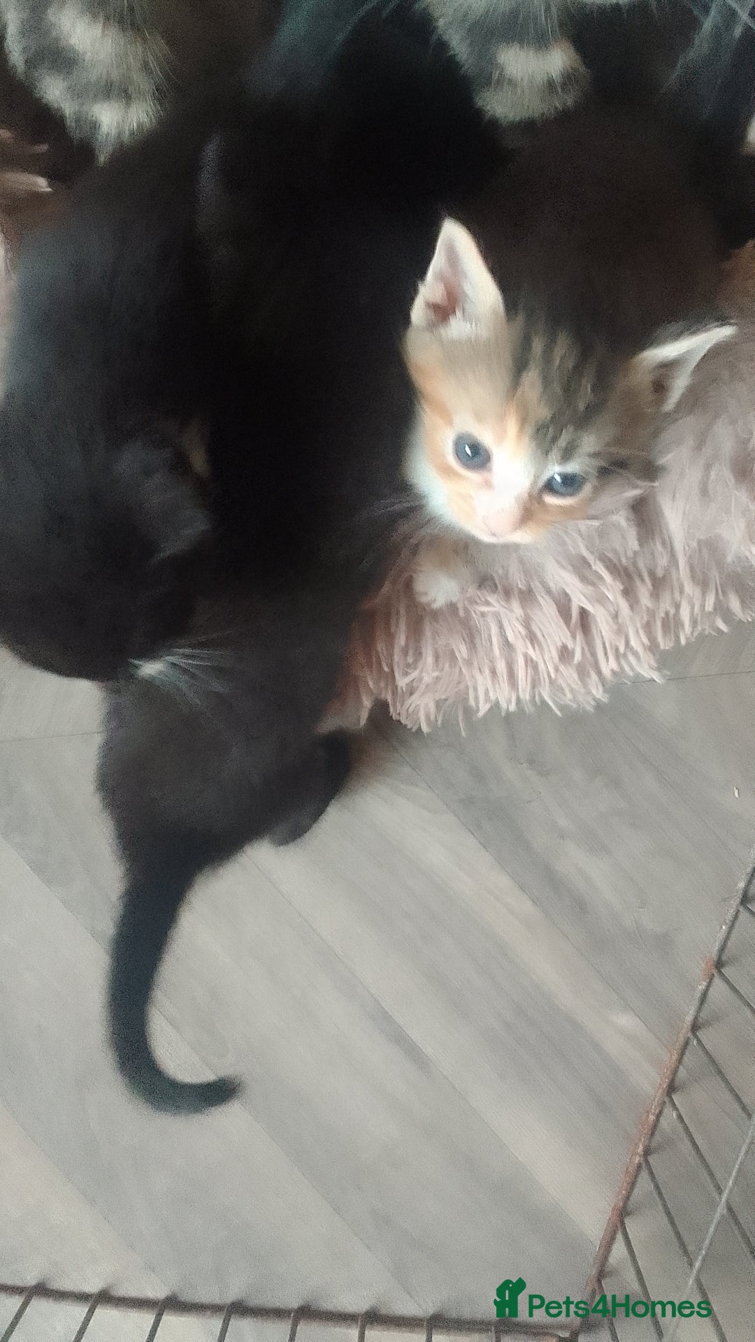 Mixed Breed cats for sale: Beautiful kittens - Image 2