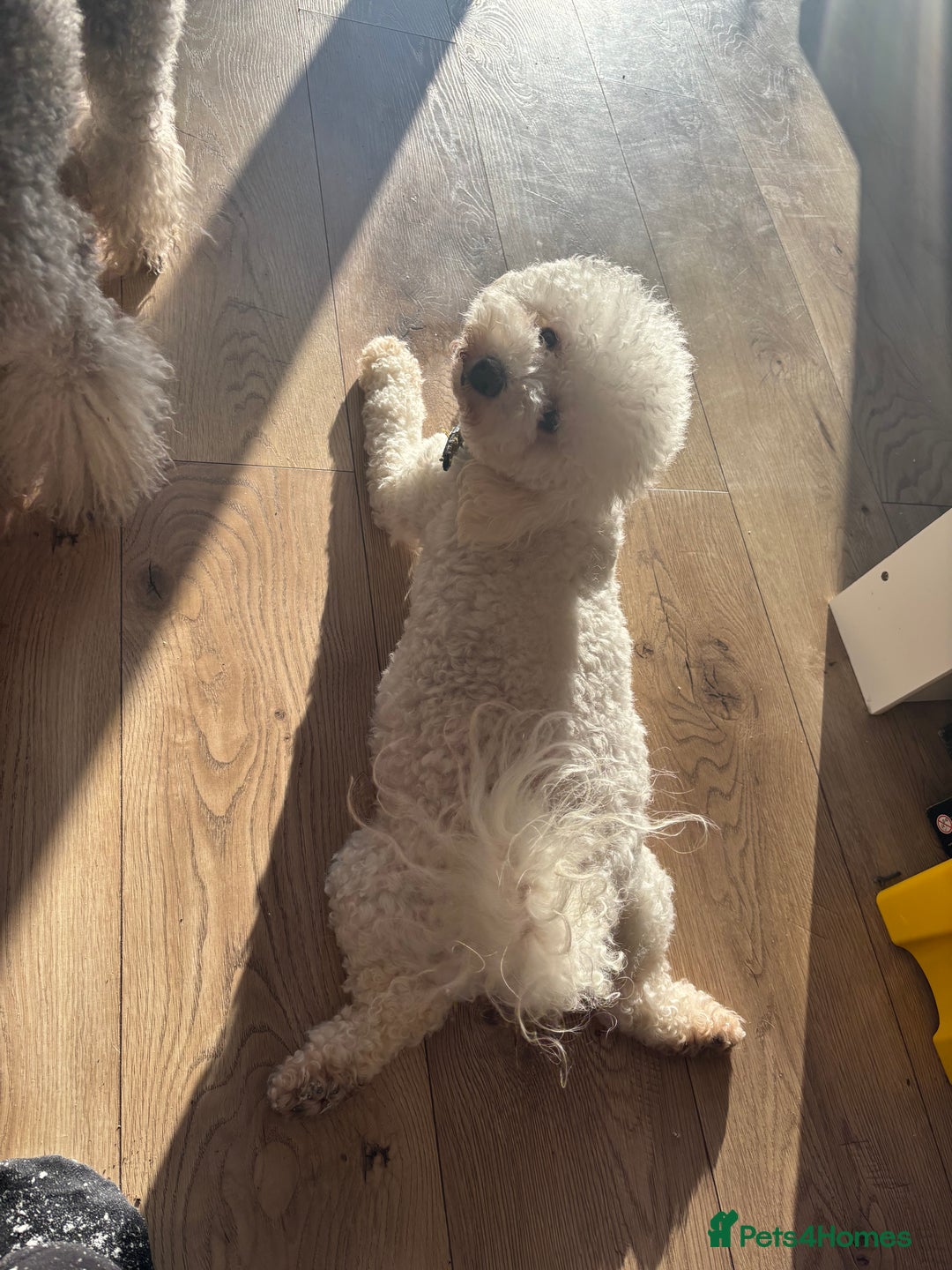 Poochon dogs for sale: Beautiful fluffy puppies  - Advert 18