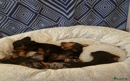 Dachshund dogs for sale: dachshund puppies  - Image 1