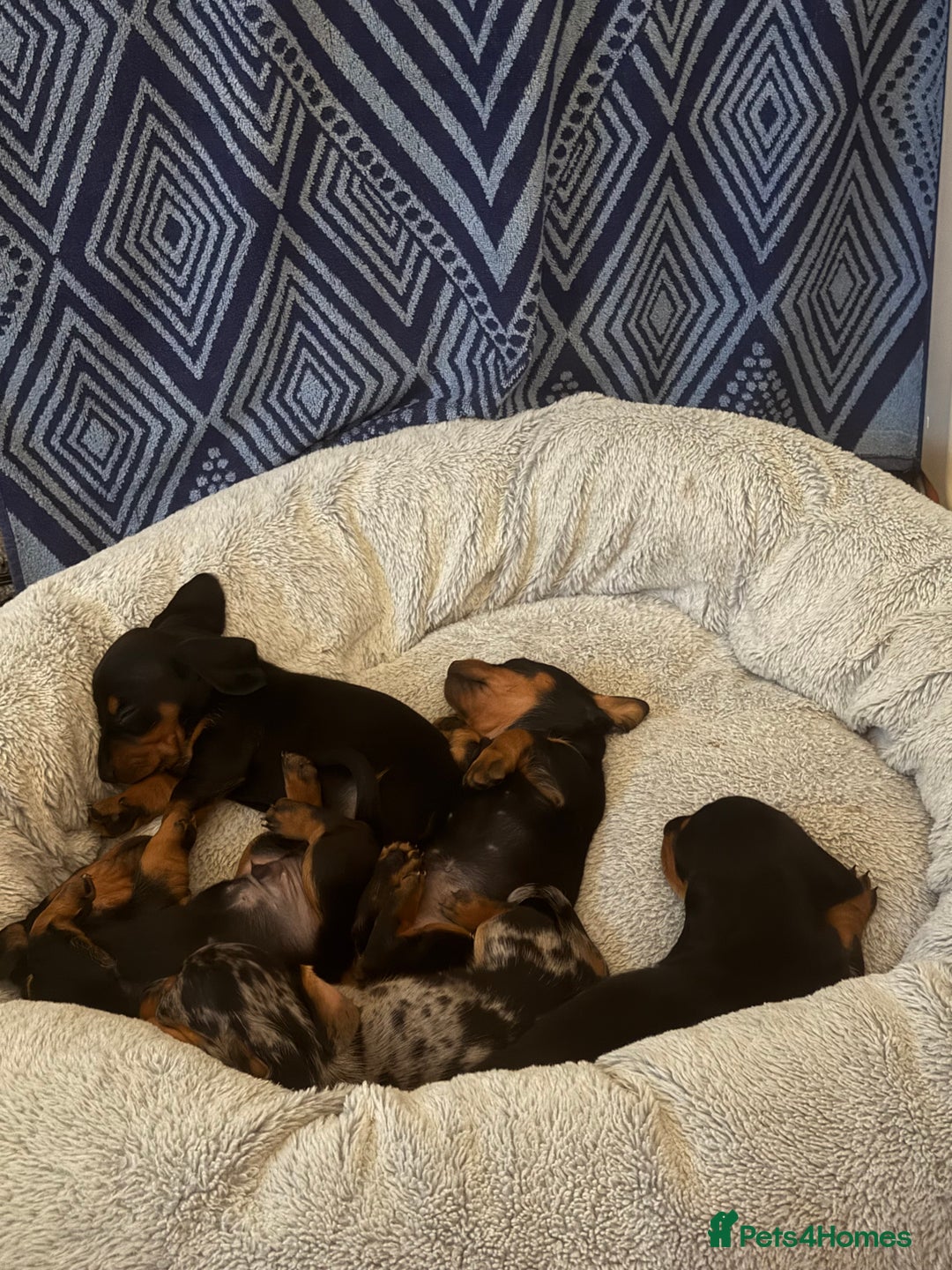 Dachshund dogs for sale: dachshund puppies  - Image 1