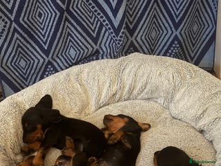 Dachshund dogs - Advert 21