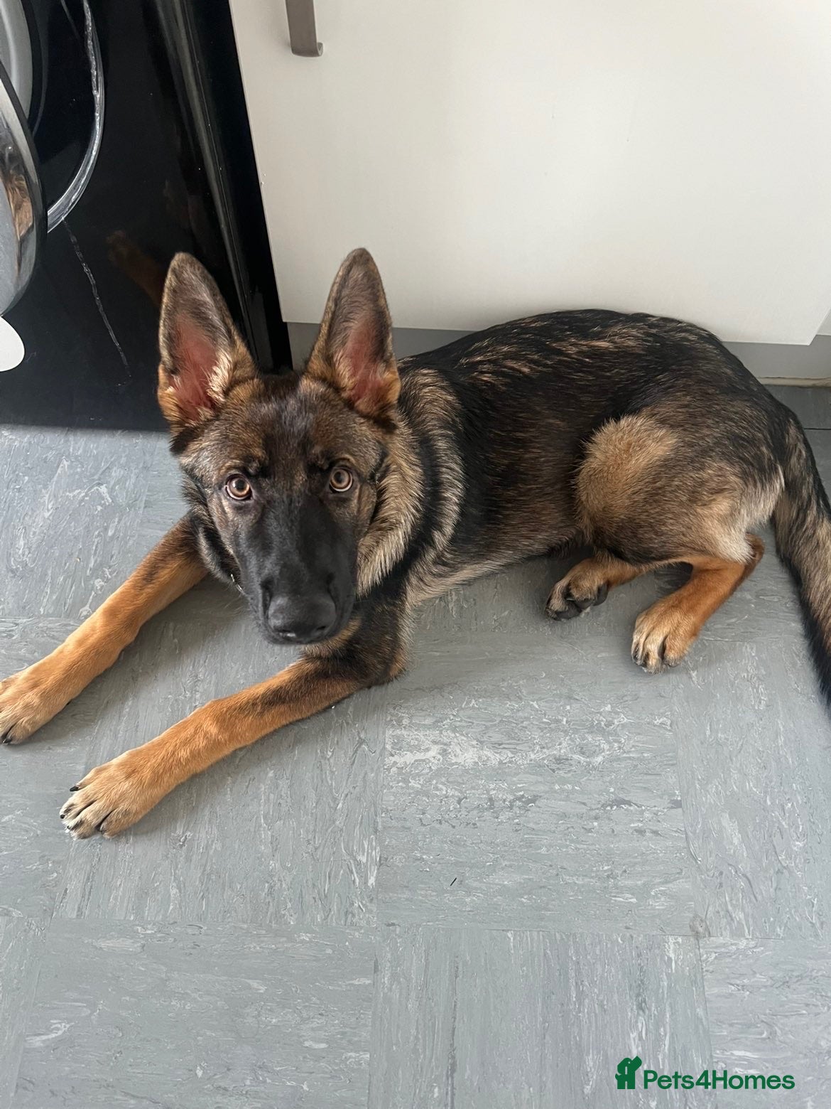 German Shepherd dogs 18 Week Old German Shepherd Female Puppy - Advert 1