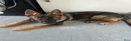 German Shepherd dogs for sale: 18 Week Old German Shepherd Female Puppy - Advert 1
