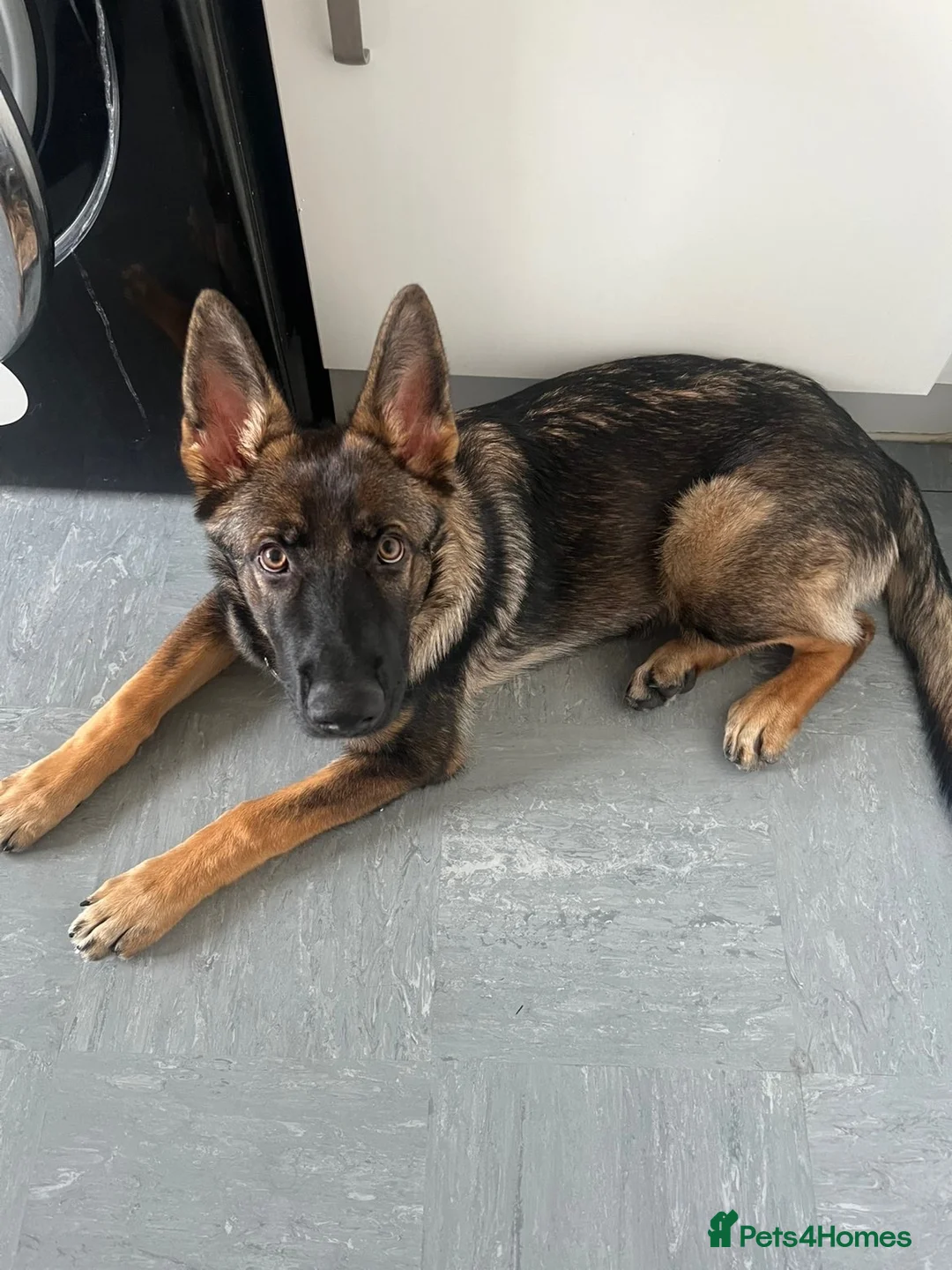 German Shepherd dogs for sale: 18 Week Old German Shepherd Female Puppy - Advert 1