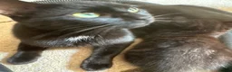 Mixed Breed cats for sale: Two beautiful mixed breed kittens  in Aberdare - Advert 2