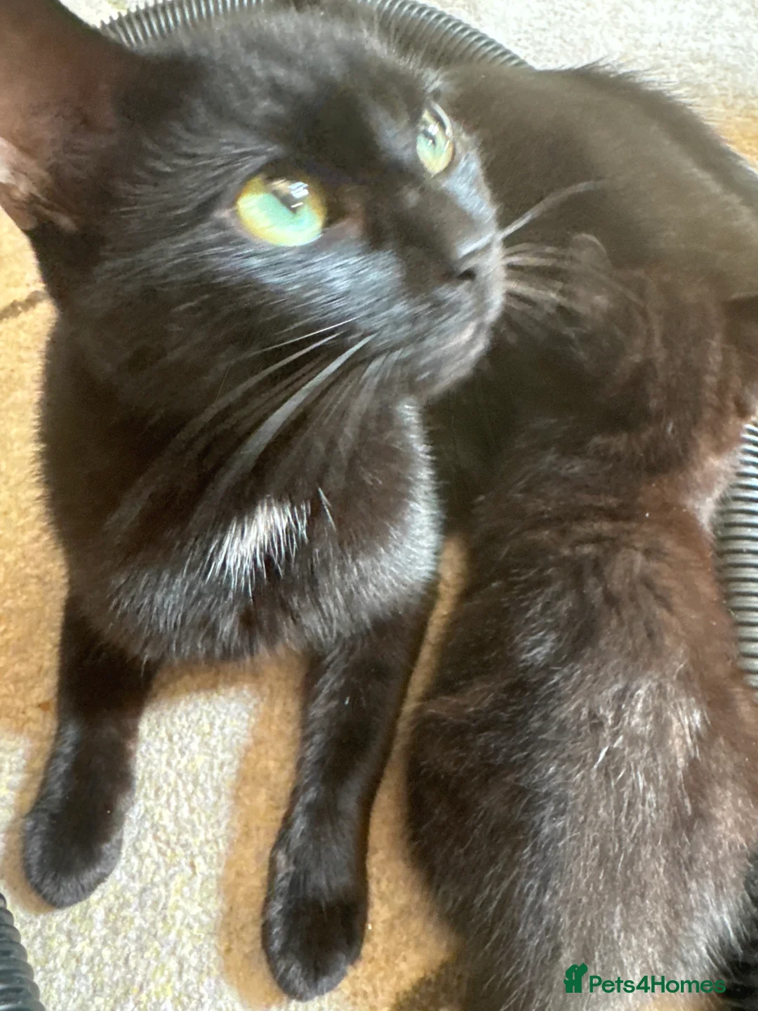 Mixed Breed cats for sale: Two beautiful mixed breed kittens  in Aberdare - Advert 2