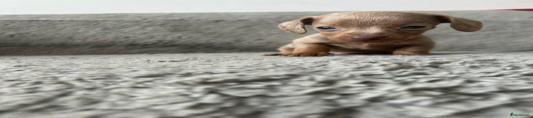 Dachshund Puppy 2