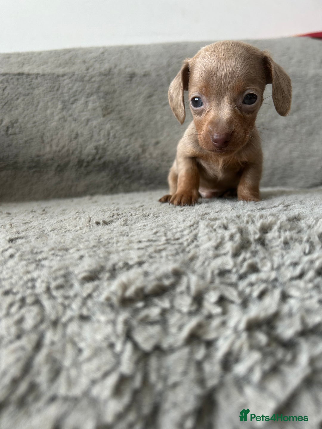 Dachshund dogs for sale: Beautiful dachshund puppies  - Image 7