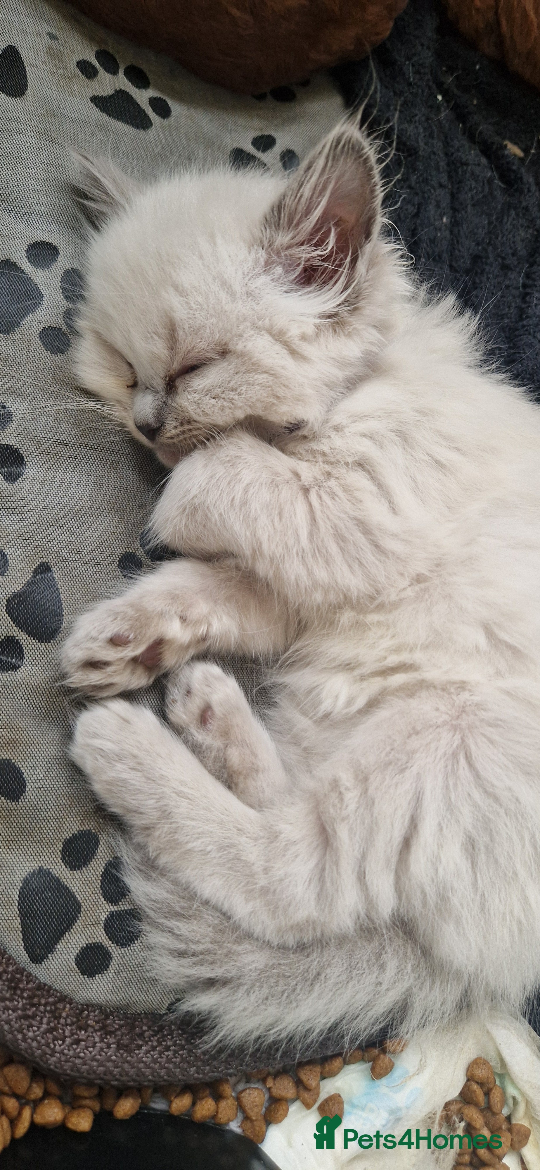 Ragdoll cats Gorgeous pure bred ragdoll  - Advert 1