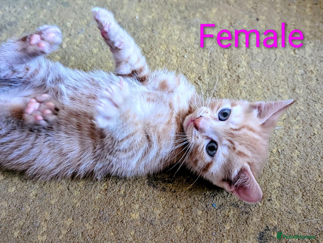 Mixed Breed cats for sale: Female and Male Ginger Kittens  - Image 13
