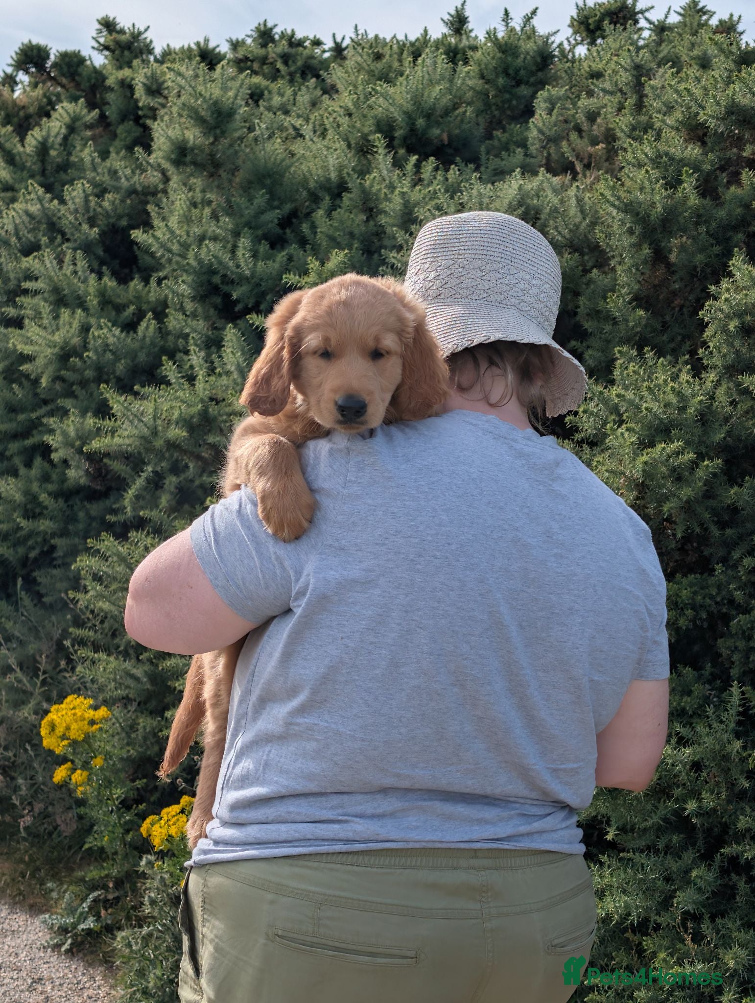 Mini Goldendoodle dogs One Remaining! Miniature Goldendoodle. Ready Now! - Advert 1
