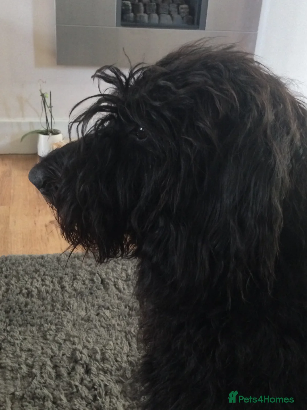 Labradoodle dogs for sale: Fluffy labradoodle looking for a lovely home - Advert 6