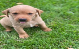 Labrador Retriever dogs for sale: Stunning ftch fox red puppies - Image 9