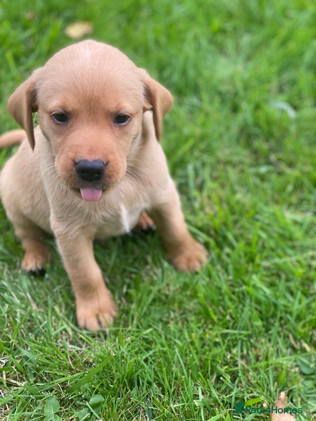 Labrador Retriever dogs for sale: Stunning ftch fox red puppies - Image 9