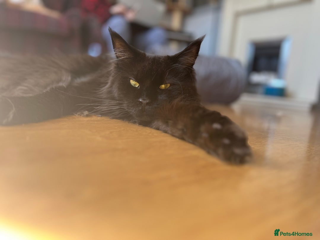 Maine Coon cats for sale: Male maine coon needs home - Advert 3