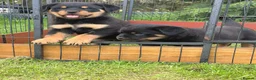 Rottweiler dogs for sale: Outstanding KC reg pups  - Advert 3