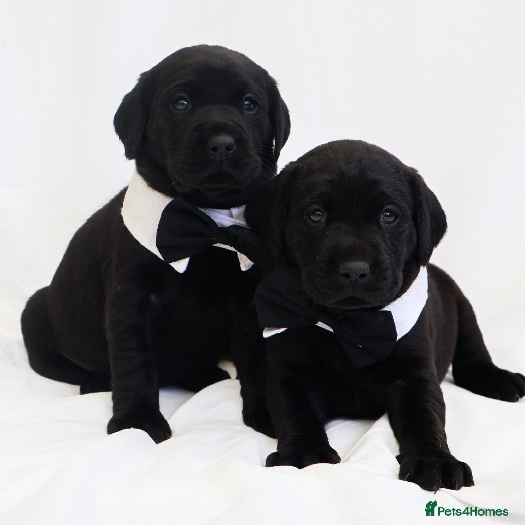 Labrador Retriever dogs KC Labrador Puppies - Licensed Breeder  - Advert 1