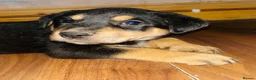 Rottweiler dogs for sale: 5 Beautiful Rottweiler X puppies  - Advert 5