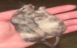 Mouse rodents for sale: Baby mice message to be added to waiting list   - Image 4