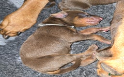 Dobermann dogs for sale: *HEALTH TESTED,HOME REARED,STUNNING DOBERMAN PUPS - Image 5